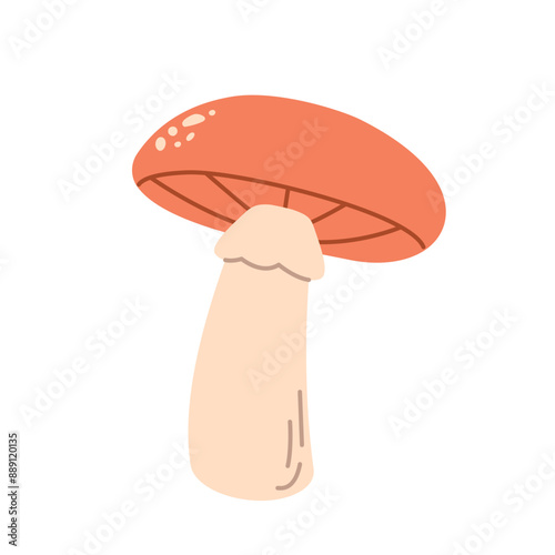 Autumn mushroom. Birch bolete isolated on white background. Fall season flora