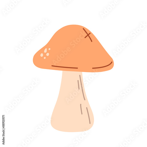 Autumn mushroom. Boletus isolated on white background. Fall season flora