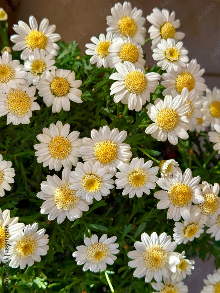 Fototapeta premium Regular German daisies are fully bloomed healthy in spring seen on a macro shot.