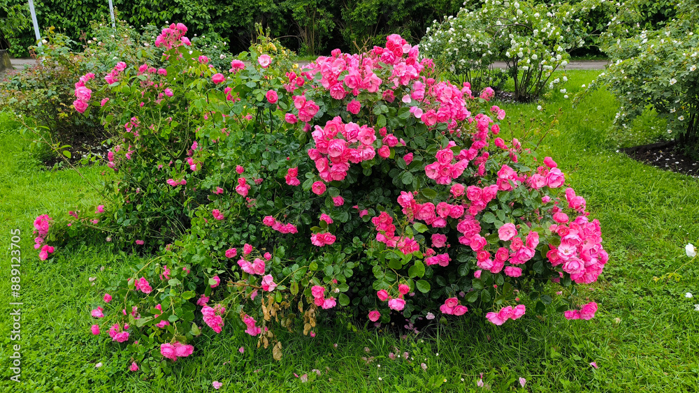 Fototapeta premium colorful blooming bushes of roses in the park