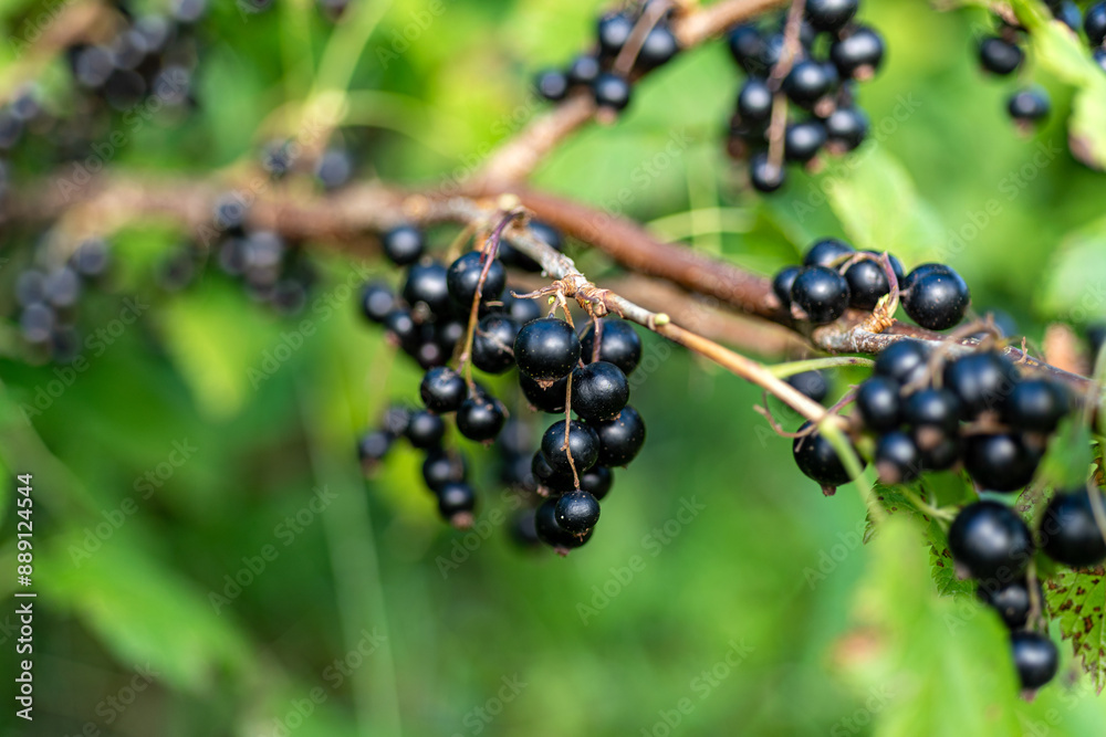 black currant berries, berry picking time, juicy berries, vegetarian diet black currant berries, berry picking time, juicy berries, vegetarian diet
