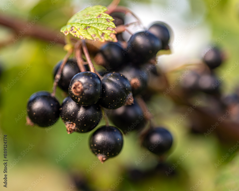 black currant berries, berry picking time, juicy berries, vegetarian diet black currant berries, berry picking time, juicy berries, vegetarian diet