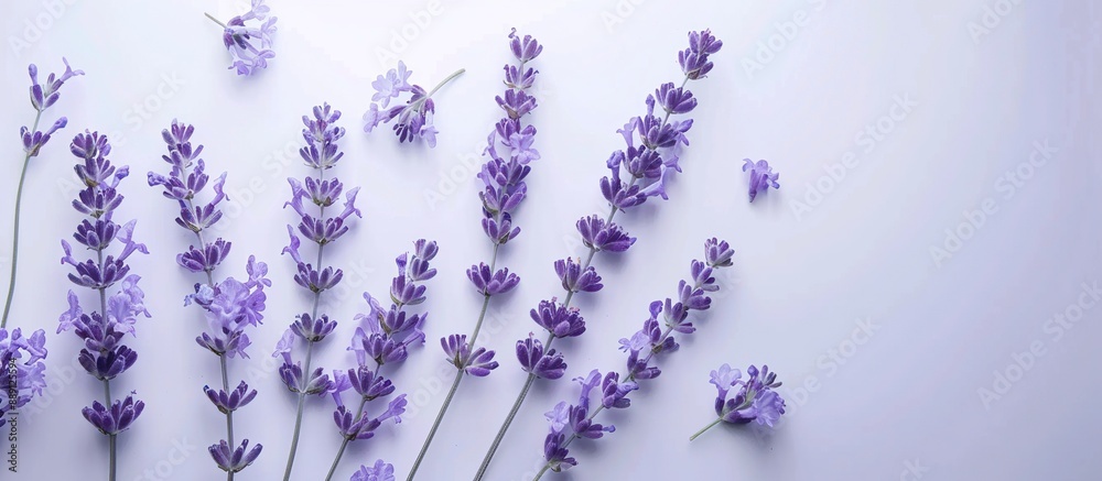 Lavender Flowers on White Background Lavender Flowers on White Background