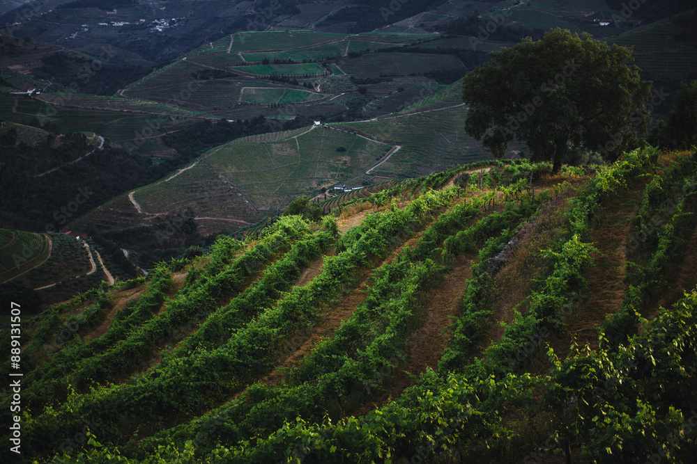 View of the Douro Valley in Portugal, showcasing the stunning terraced vineyards cascading down the hillsides. View of the Douro Valley in Portugal, showcasing the stunning terraced vineyards cascading down the hillsides.
