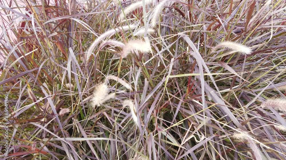 Close up of dry straw plant with white spiked flowers of light yellowish greens Close up of dry straw plant with white spiked flowers of light yellowish greens
