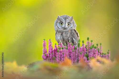 Eurasian scops owl (Otus scops), also known as the European scops owl or just scops owl, is a small owl in the typical owl family Strigidae. photo