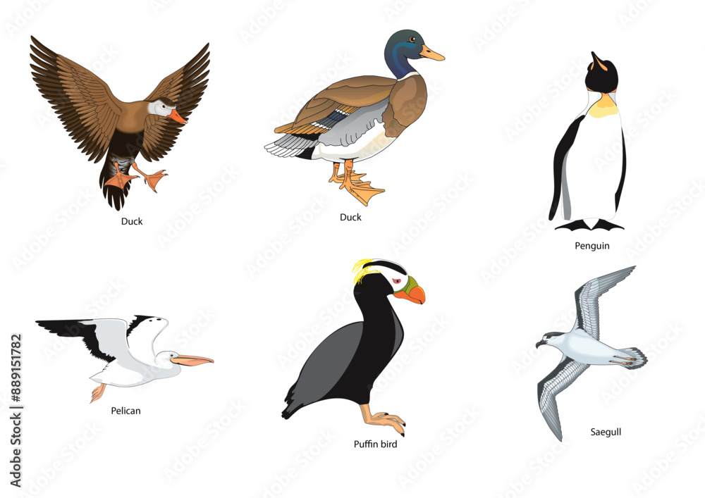 Fototapeta premium Birds vectors