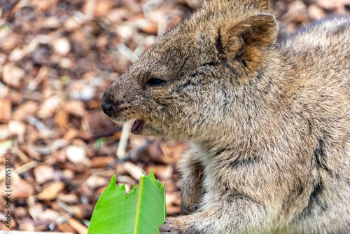 Quokka at zoo