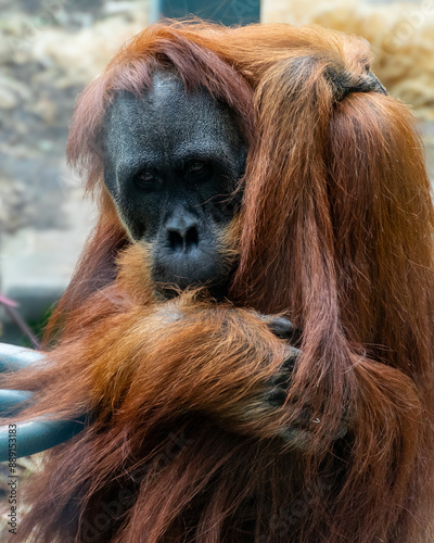 orangutang 