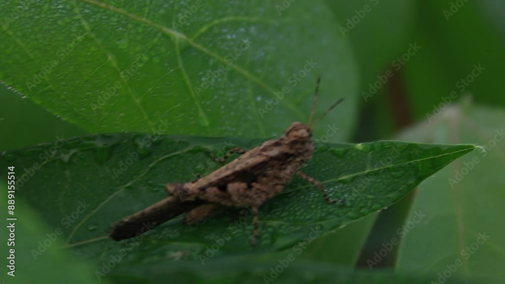 grasshopper on a leaf grasshopper on a leaf