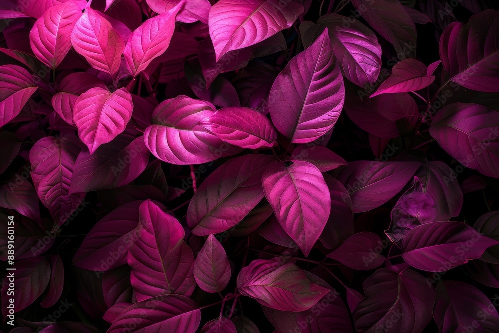 Vibrant purple leaves with dramatic lighting lush foliage natures pattern colorful plant life vivid scene exotic leaves artistic natural display botanical beauty Vibrant purple leaves with dramatic lighting lush foliage natures pattern colorful plant life vivid scene exotic leaves artistic natural display botanical beauty
