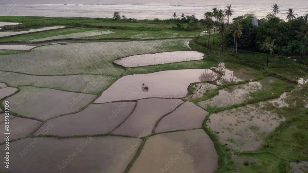 Aerial view of rice fields at sunset with palm trees and farmer, Pantai Marosi, Sumba Island, Indonesia. Aerial view of rice fields at sunset with palm trees and farmer, Pantai Marosi, Sumba Island, Indonesia.