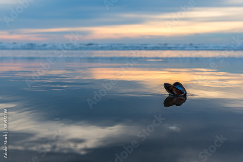 Dark mussel in the beach sand with soft sunset on the background