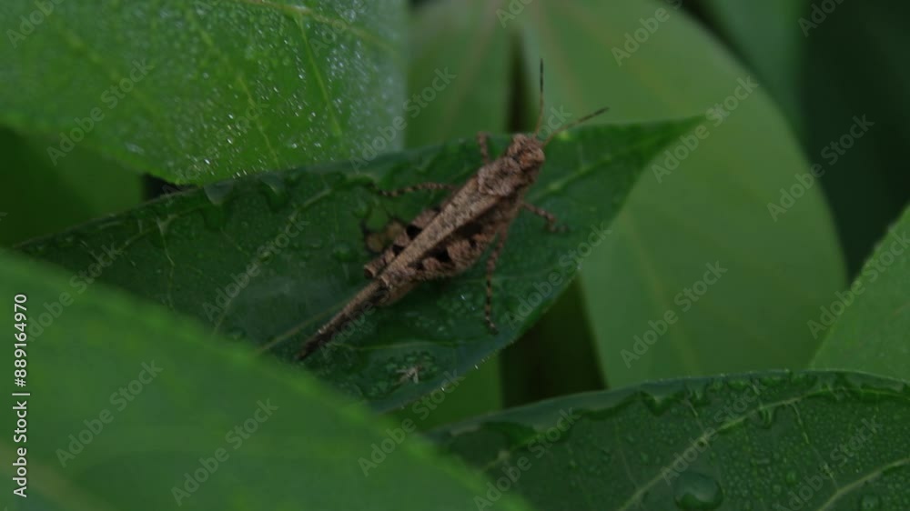 grasshopper on a leaf grasshopper on a leaf