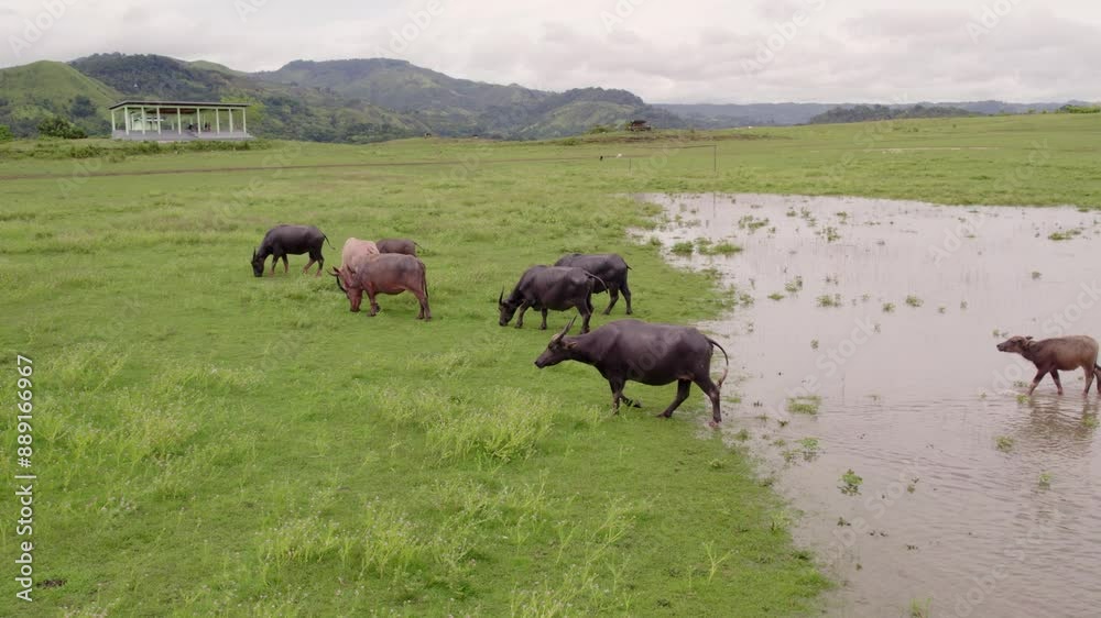 Aerial view of grazing buffalo herd in green meadow near water, Lamboya, East Nusa Tenggara, Indonesia. Aerial view of grazing buffalo herd in green meadow near water, Lamboya, East Nusa Tenggara, Indonesia.