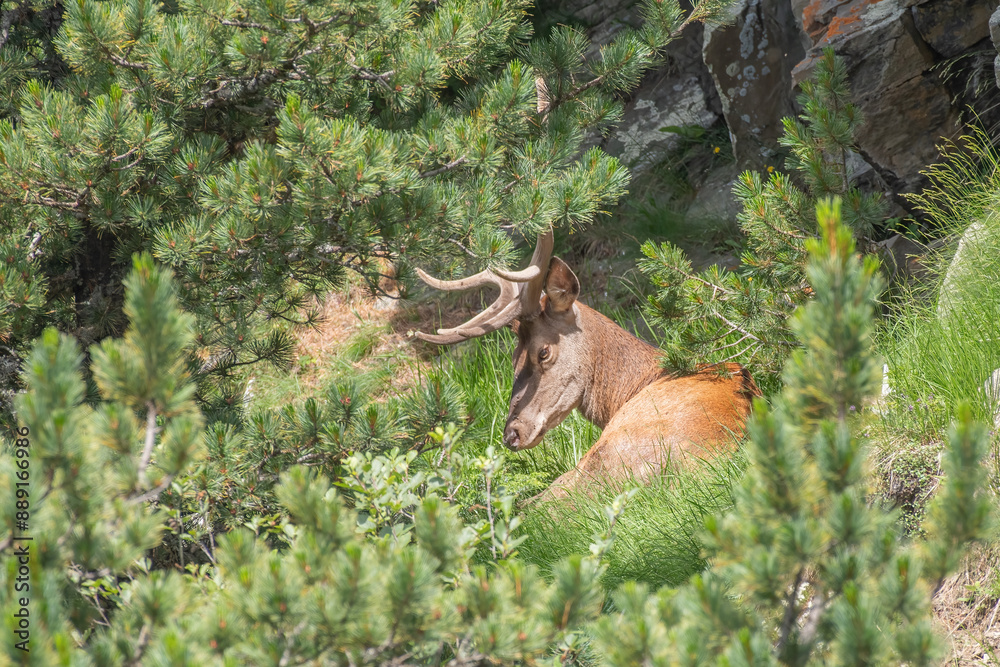 Massive wild Red deer stag (Cervus elpahus) resting in the thick of a pine forest on a summer afternoon in the Italian Alps. July, Horizontal.