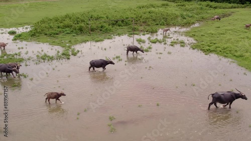 Aerial view of grazing buffalo herd in lush greenery, Lamboya, East Nusa Tenggara, Indonesia. photo