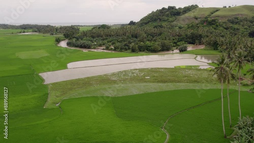 Aerial view of lush rice fields and palm trees by the water, Lamboya, East Nusa Tenggara, Indonesia. photo