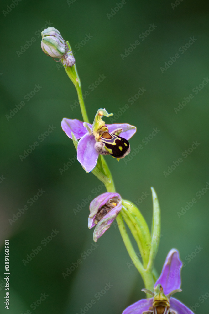 Ταπετσαρία Ophrys bécasse (Ophrys scolopax), orchidée en Provence