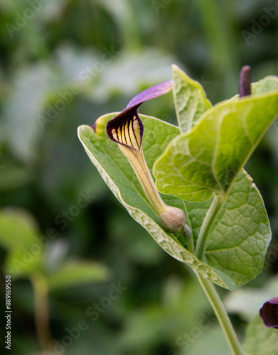 Aristoloche à feuilles rondes (Aristolochia rotunda), Arles, France photo