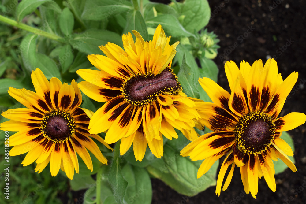 Obraz premium Interesting flower of rudbeckia - example of fasciation in plants