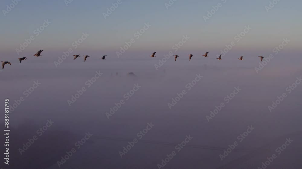 Aerial view of foggy sunrise with birds flying over serene countryside, Cornwerd, Friesland, Netherlands. Aerial view of foggy sunrise with birds flying over serene countryside, Cornwerd, Friesland, Netherlands.