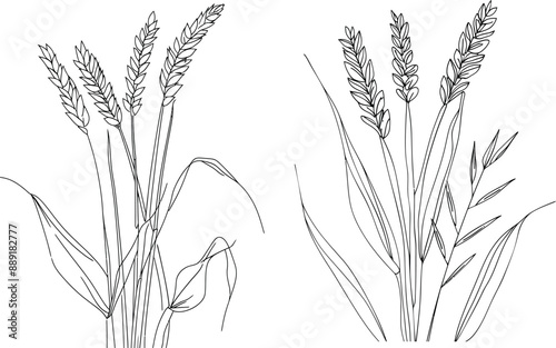 Agricultural crops line drawing, wheat grain ear, oat ear, corn ear, oat ear and grain.