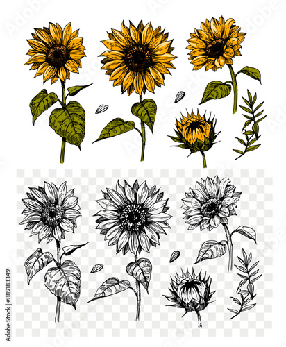 Sunflower sketch, realistic hand drawing, vector illustration, engraving style