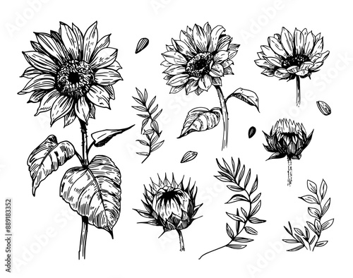 Sunflower sketch, realistic hand drawing, vector illustration, engraving style