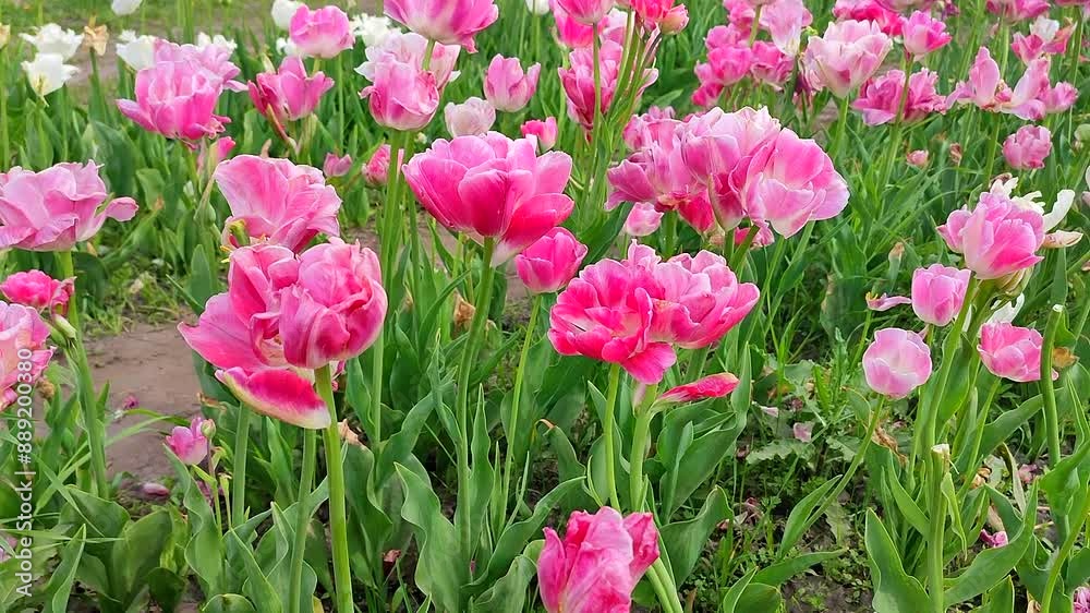 Tulips. Blooming pink white tulip, sunny spring day. Bright tulip blossoming. Many blooming flowers with large petals. Blossoms in bloom. Perennial herbaceous bulbous plants. Nature Natural background Tulips. Blooming pink white tulip, sunny spring day. Bright tulip blossoming. Many blooming flowers with large petals. Blossoms in bloom. Perennial herbaceous bulbous plants. Nature Natural background