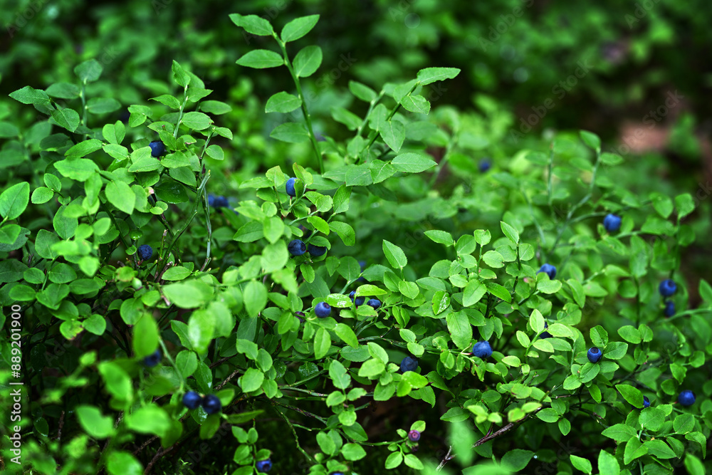 Bush with wild blueberries Bush with wild blueberries