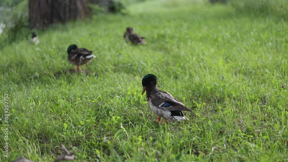 Ducks lie and walk on the green grass. Ducks rest and clean their feathers. Beautiful trees and lake, river in the background. Duck family. Ducks lie and walk on the green grass. Ducks rest and clean their feathers. Beautiful trees and lake, river in the background. Duck family.