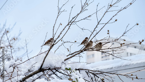 A flock of sparrows waiting for spring