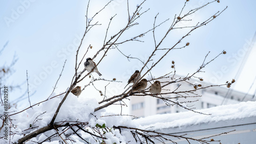 A flock of sparrows waiting for spring