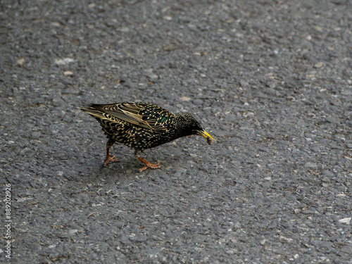 The beautiful color of a Starling Commune