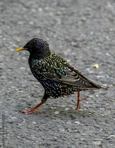 The beautiful color of a Starling Commune
