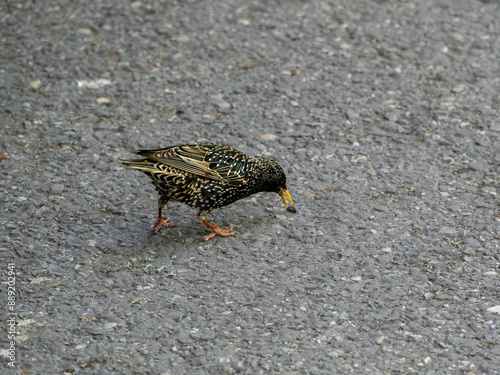The beautiful color of a Starling Commune