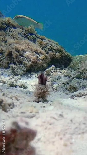 Witness the graceful dance of a Sea worm protruding from the tube underwater photo