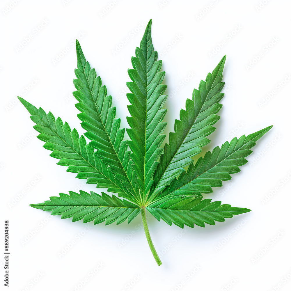Cannabis leaf standing on white background showing seven point structure Cannabis leaf standing on white background showing seven point structure