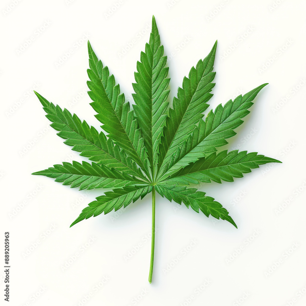 Single fresh marijuana leaf laying on a white background Single fresh marijuana leaf laying on a white background
