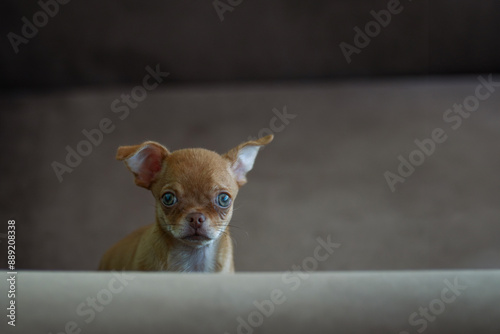 Small chihuahua