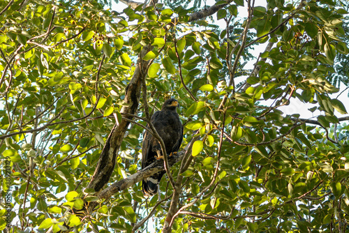 Cuba - Zapata Swamp National Park - Cuban black hawk (Buteogallus gundlachii) photo