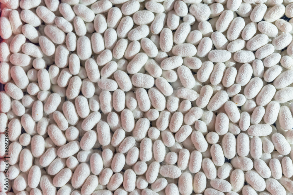 Top view of white cocoons, which are the raw material of silk fabric, textile industry background concept Top view of white cocoons, which are the raw material of silk fabric, textile industry background concept