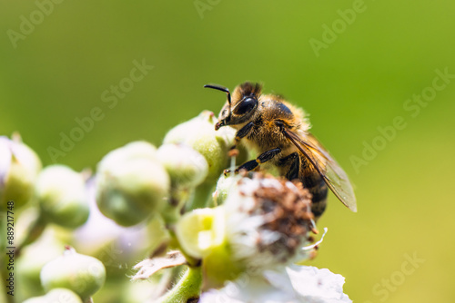 European Honey Bee, Apis mellifera, bee on blackberry flowers photo