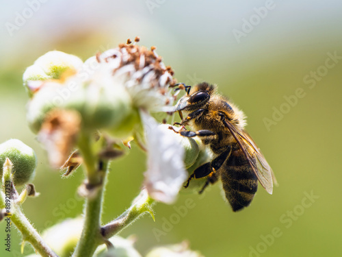 European Honey Bee, Apis mellifera, bee on blackberry flowers