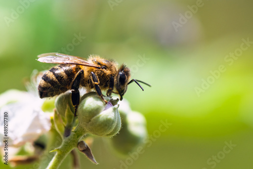 European Honey Bee, Apis mellifera, bee on blackberry flowers photo