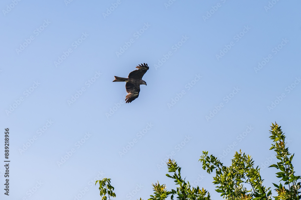 Bird of prey buzzard in the sky. Bird of prey buzzard in the sky.