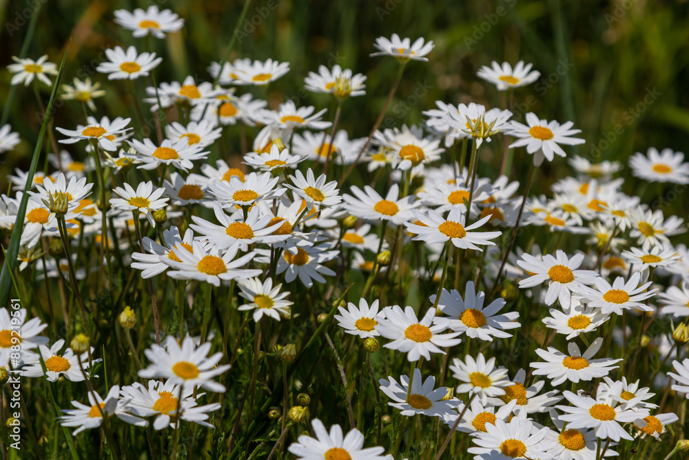 Fototapeta premium Wild daisy flowers growing on meadow, white chamomiles. Oxeye daisy, Leucanthemum vulgare, Daisies, Dox-eye, Common daisy, Dog daisy, Gardening concept