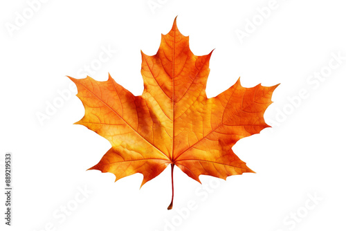 Maple Isolated on Transparent Background