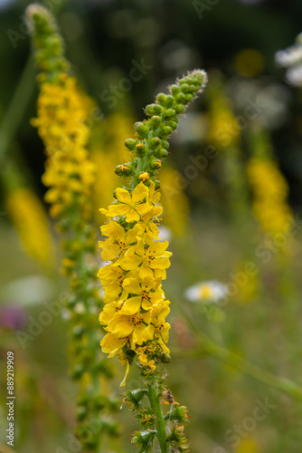 Summer in the wild among wild grasses is blooming agrimonia eupatoria photo